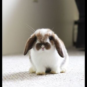 Meet your Posher, Stella